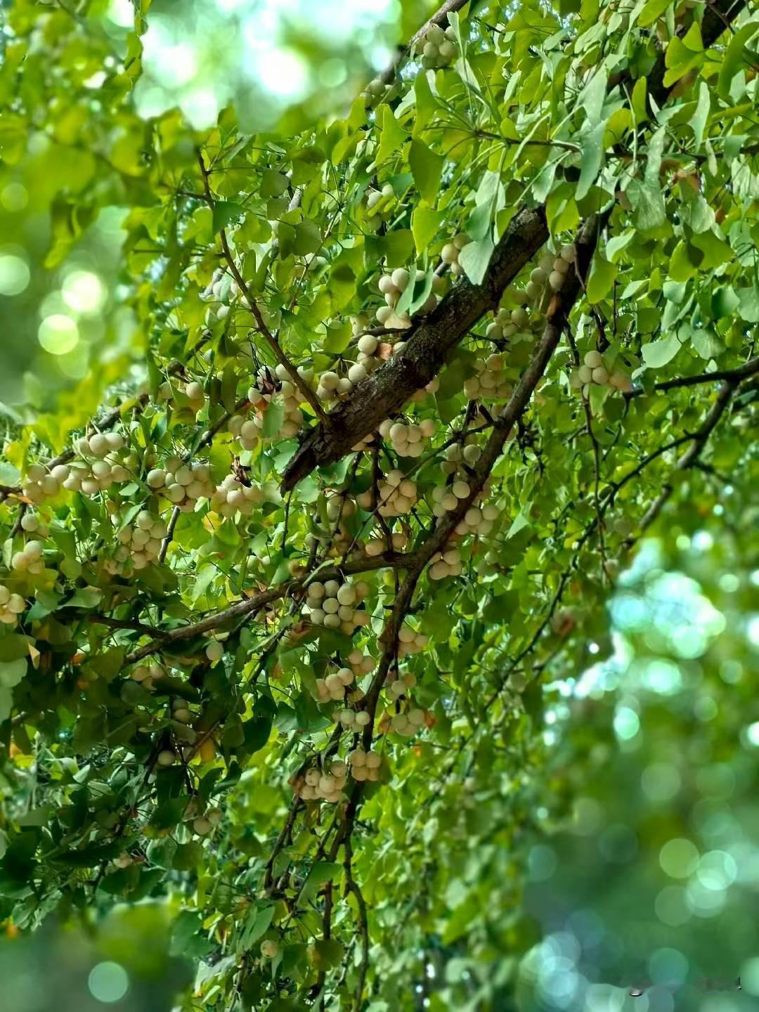 天天健健康康，
年年平平安安。
天天健健康康，
事事顺顺利利。