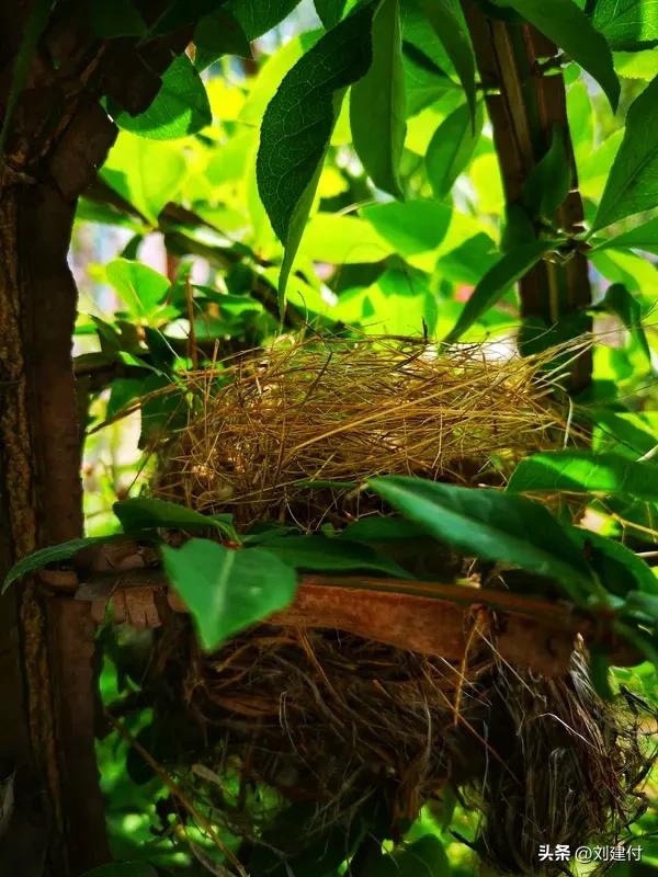 校长“拒拆鸟巢”回信点醒了谁 校长“拒拆鸟巢”回信点醒了谁
深圳宝安中学高三学生