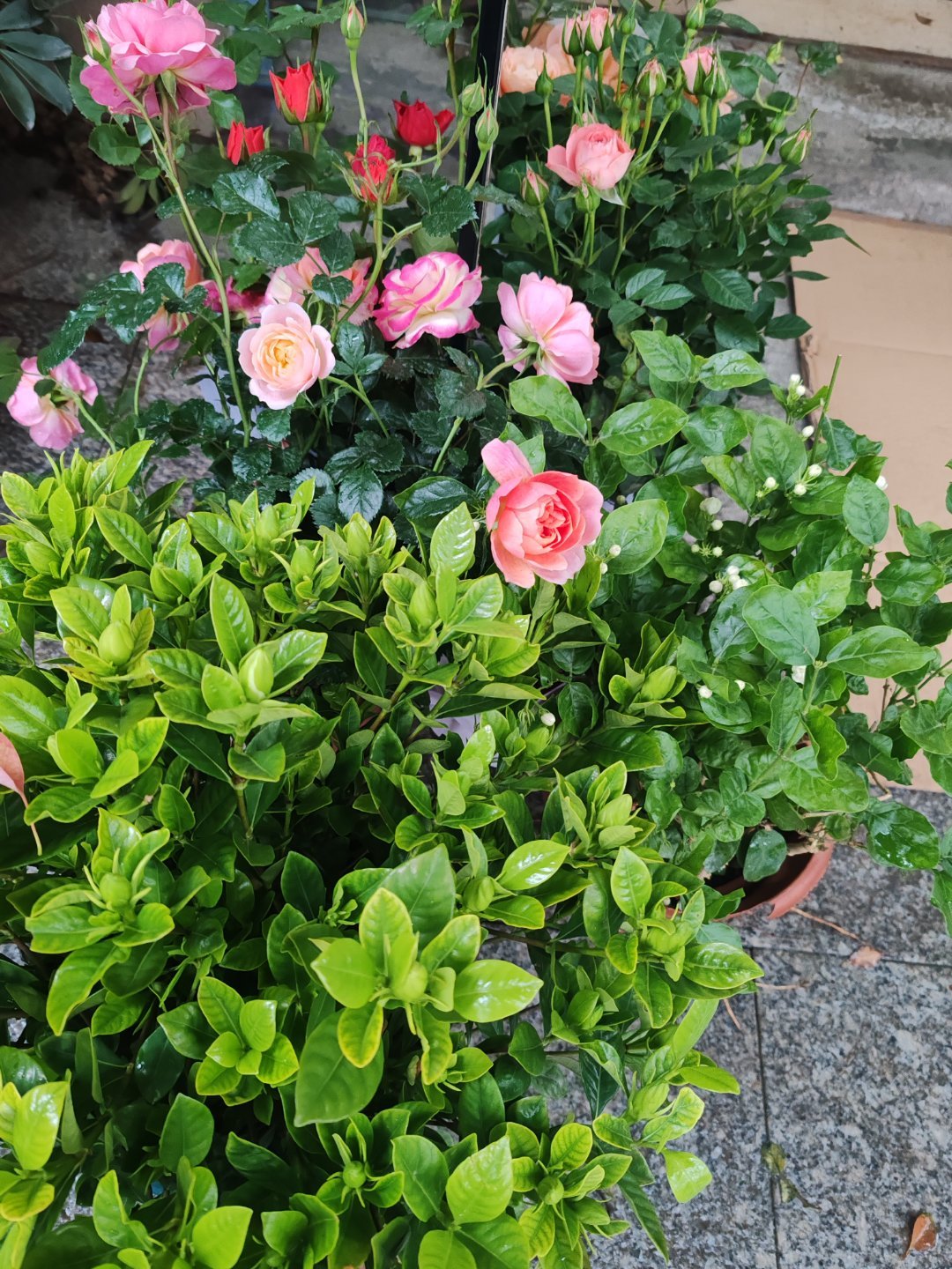 明明子女有条件安排舒适的高铁或飞机，李纯妈妈却坚持要坐耗时漫长、环境相对嘈杂的绿