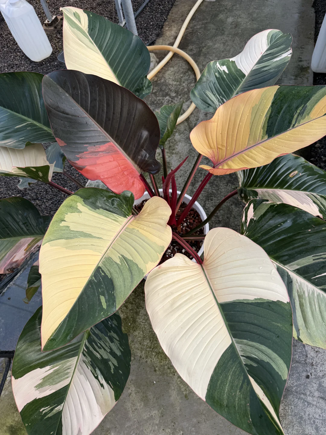 完美的深秋季，红刚果开始发红了。