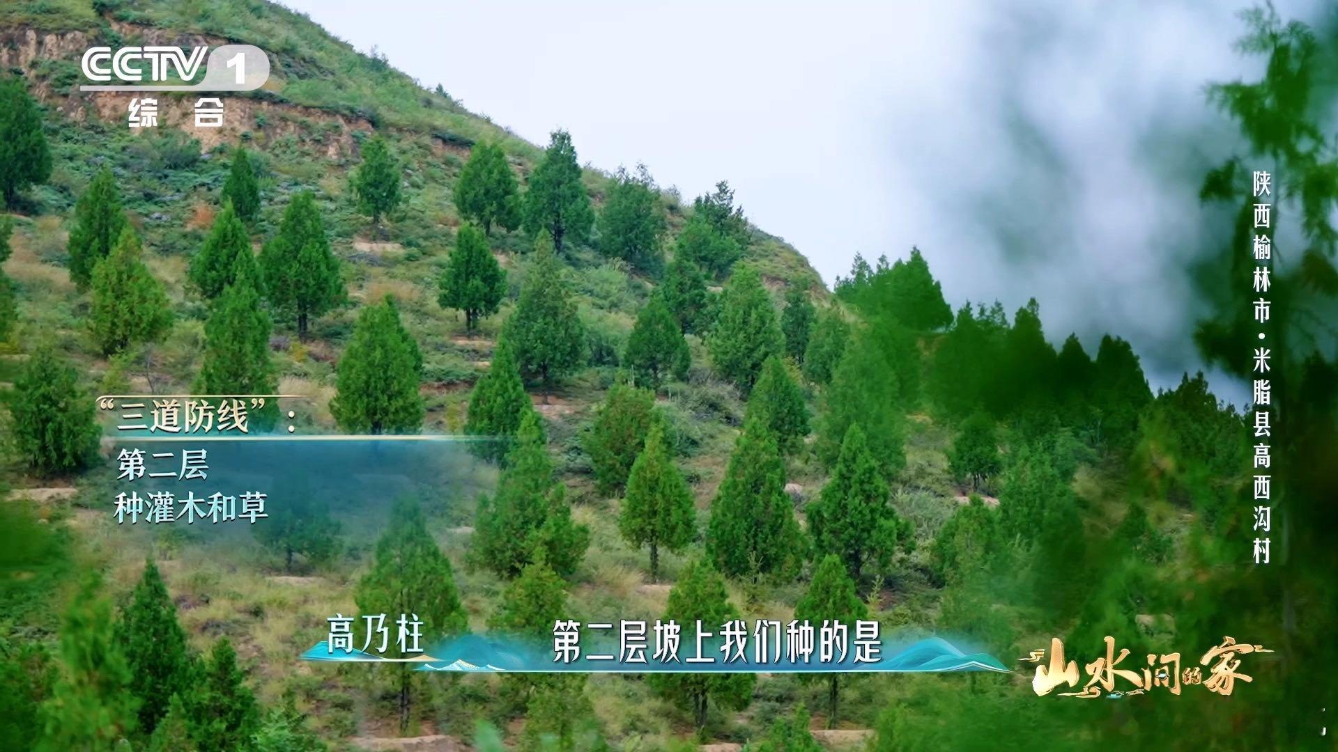 黄土高原变成了抹茶千层黄土高原变绿了 记忆里的黄土坡彻底换肤！满眼治愈的翠绿，层