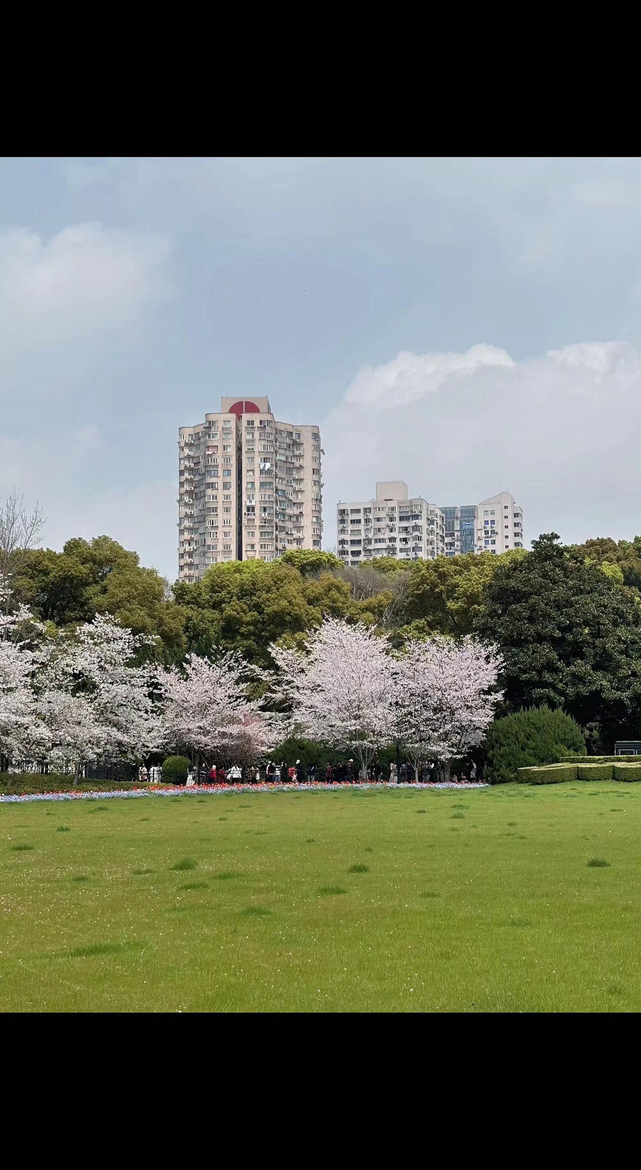 🌸钢筋森林里藏着春天的代码🌿 粉白像素点染绿草地，楼宇切割出天空的留白。城市