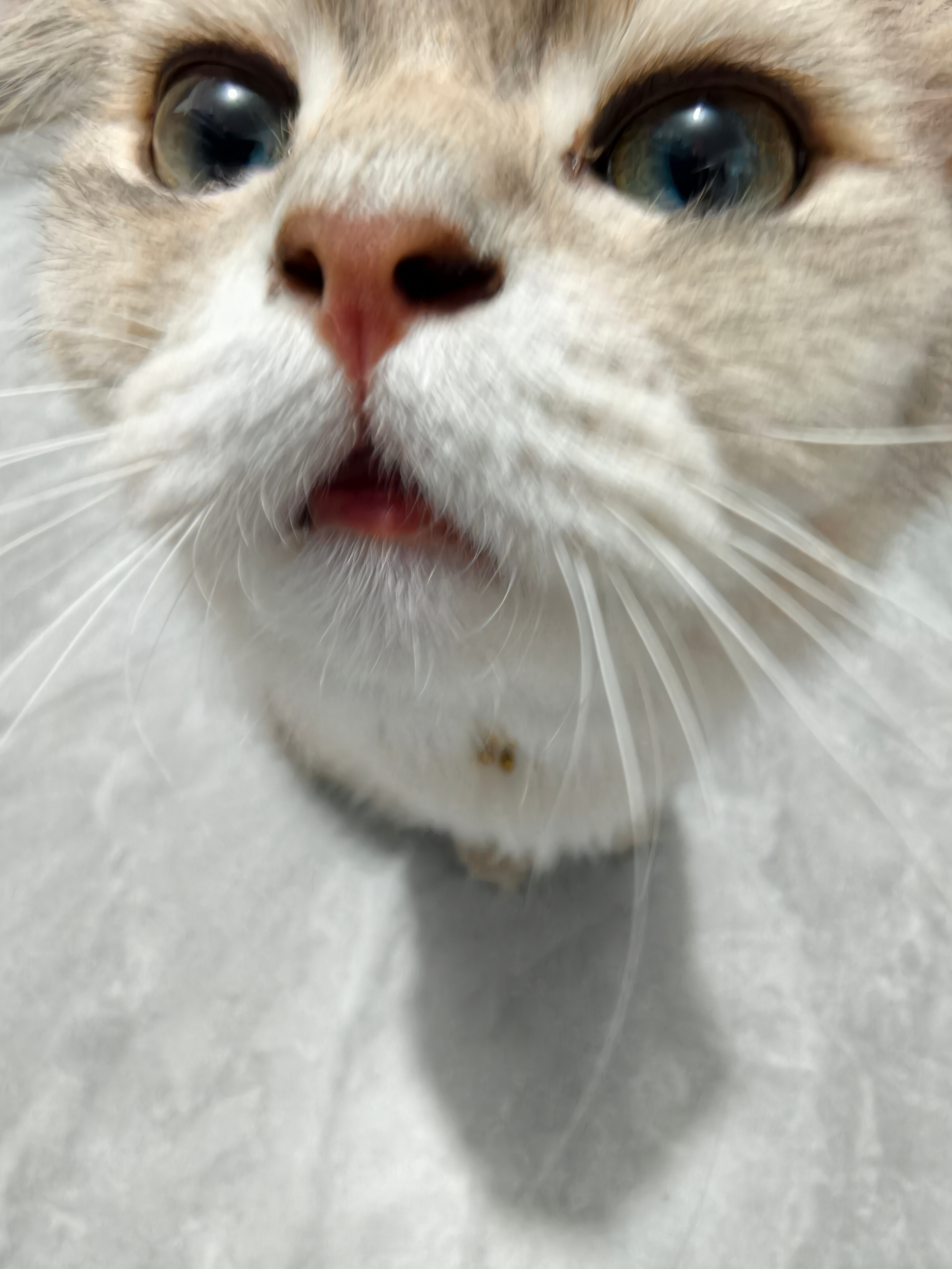 早呀ﾉ☀小猫闻闻