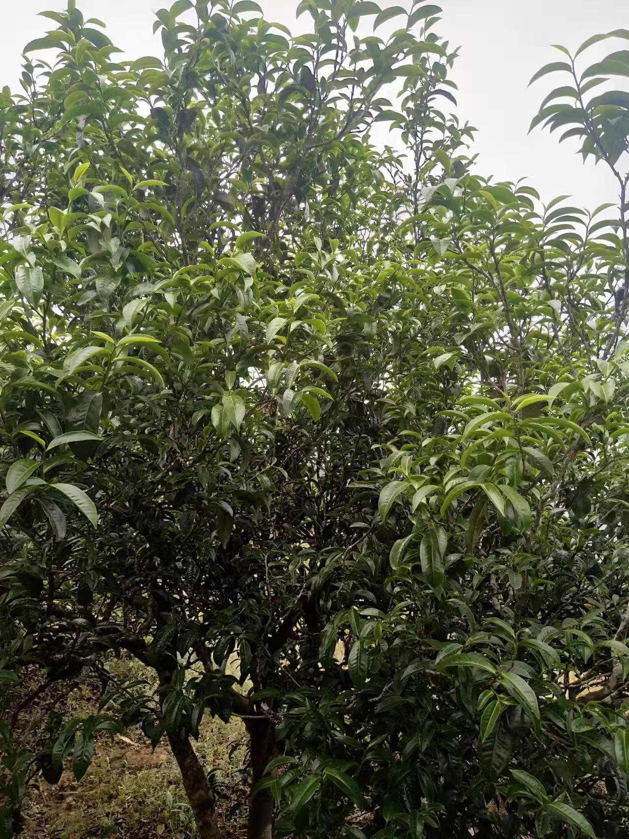 🇨🇳邦崴2026年春
云南茶低调值得信赖的古树茶🍃
条索肥壮，干茶香突出，
