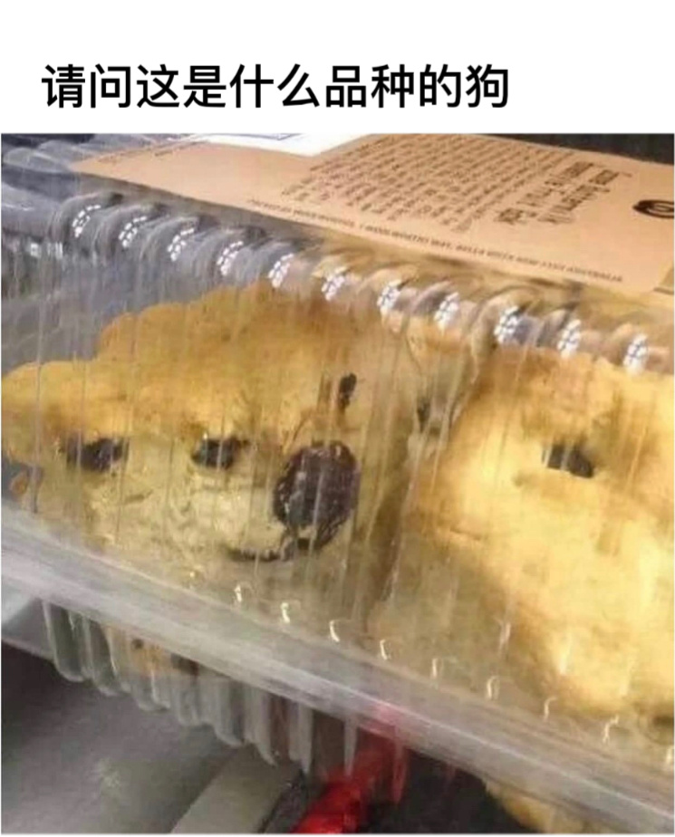 吉娃娃？#今日memes##我的幽默搭子##定格# ​​​