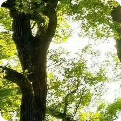 每日一善[超话]阳光信用｜每日一善生活，宛如一首悠扬的旋律。我们在四季更迭中感受