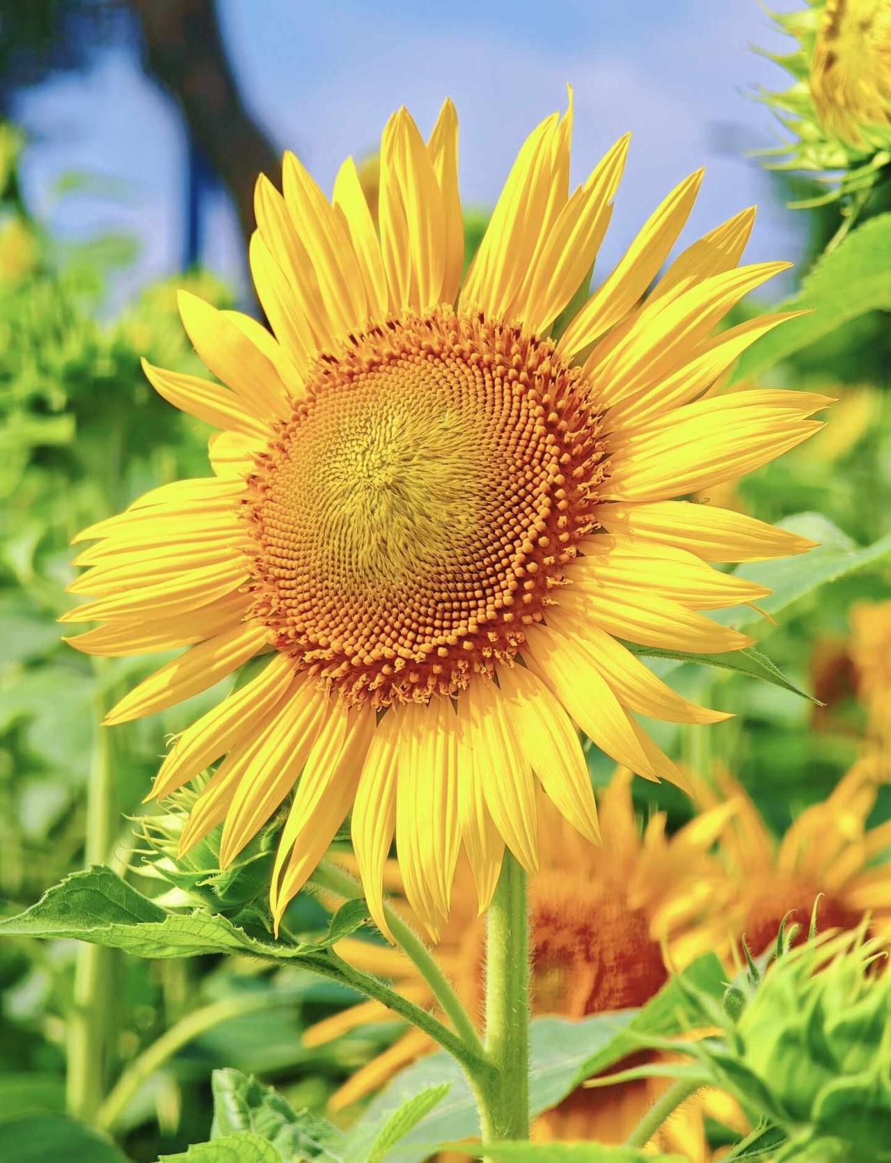 🌻藏在地铁口的夏日向日葵🌻
海涌路B口的向日葵，已经开成了夏天的模样🌻
站