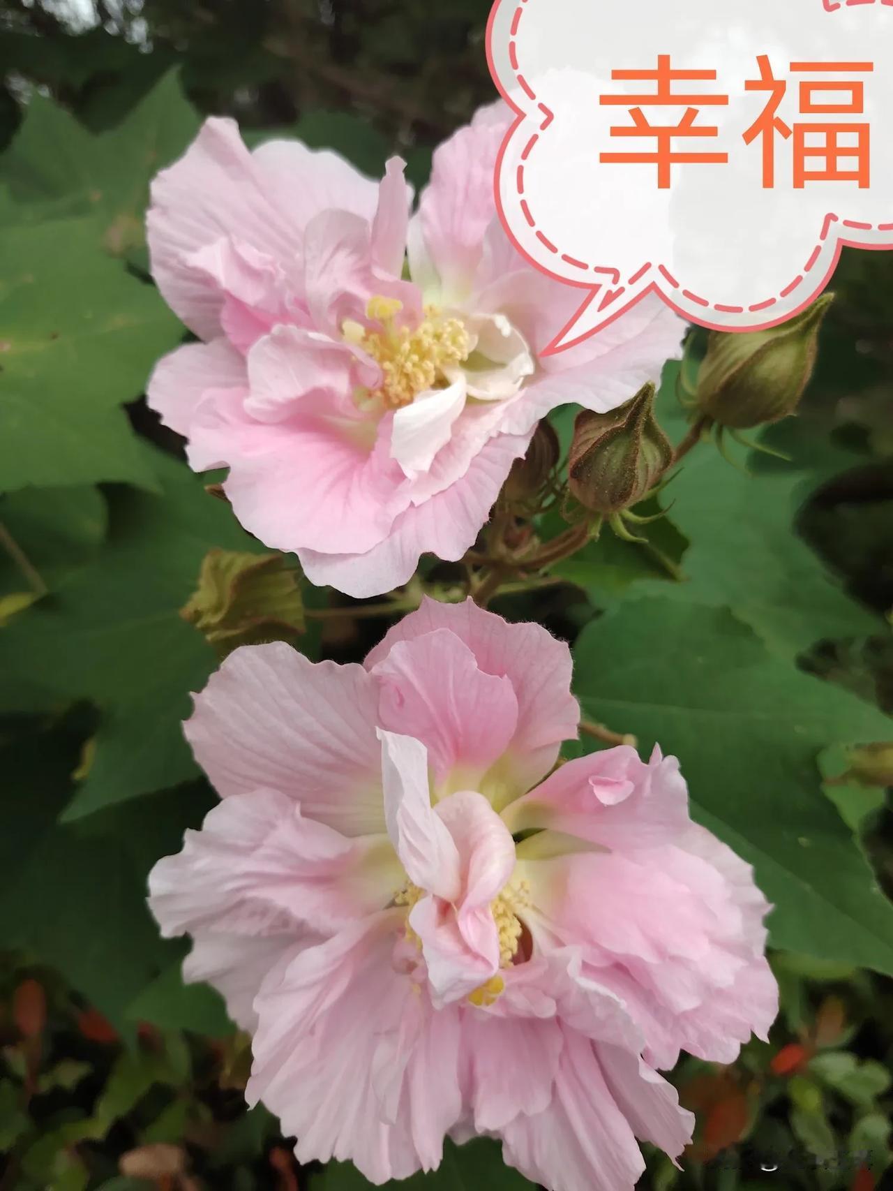 #你能用一句简单话概括什么是幸福吗#
用一句简单的话根括什么是幸福呢？
[福][