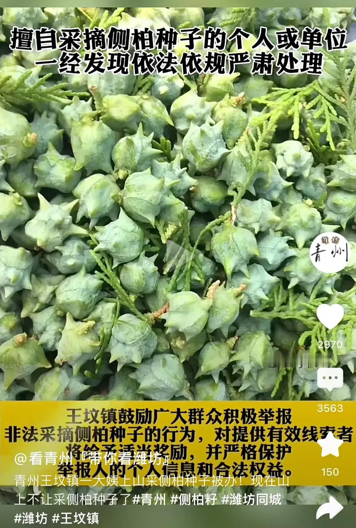 大家注意啦，小心啦，千万不要去摘侧柏种子，告诉家里的亲朋好友。有山东青州市的大妈