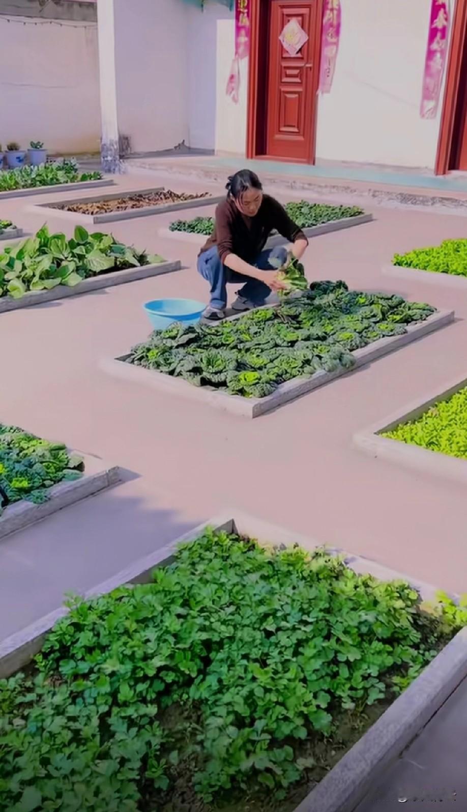 在农村这样种菜
感觉会被鸡吃光[捂脸]
或者被孩子糟蹋
总感觉不太靠谱