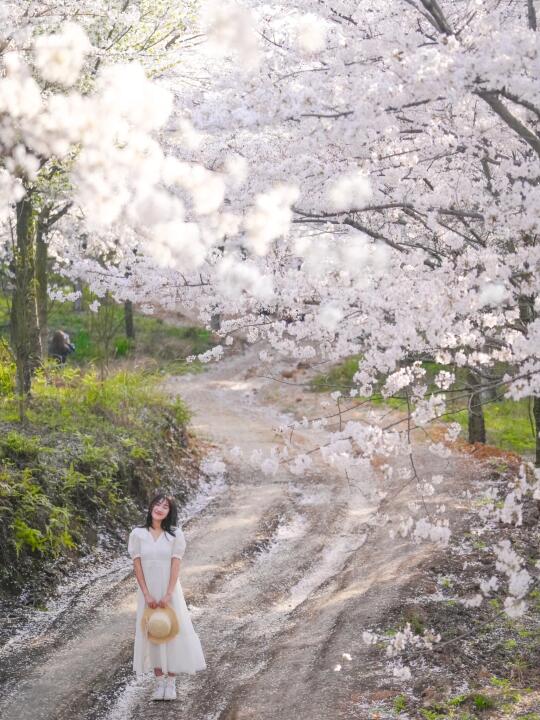 不是日本去不起，而是贵州樱花更有性价比🌸