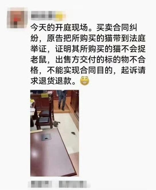 小猫被法院开庭审理猫:谁家猫不是只负责吃喝，享受被抚摸的人:谁家孩子不是生来被爱