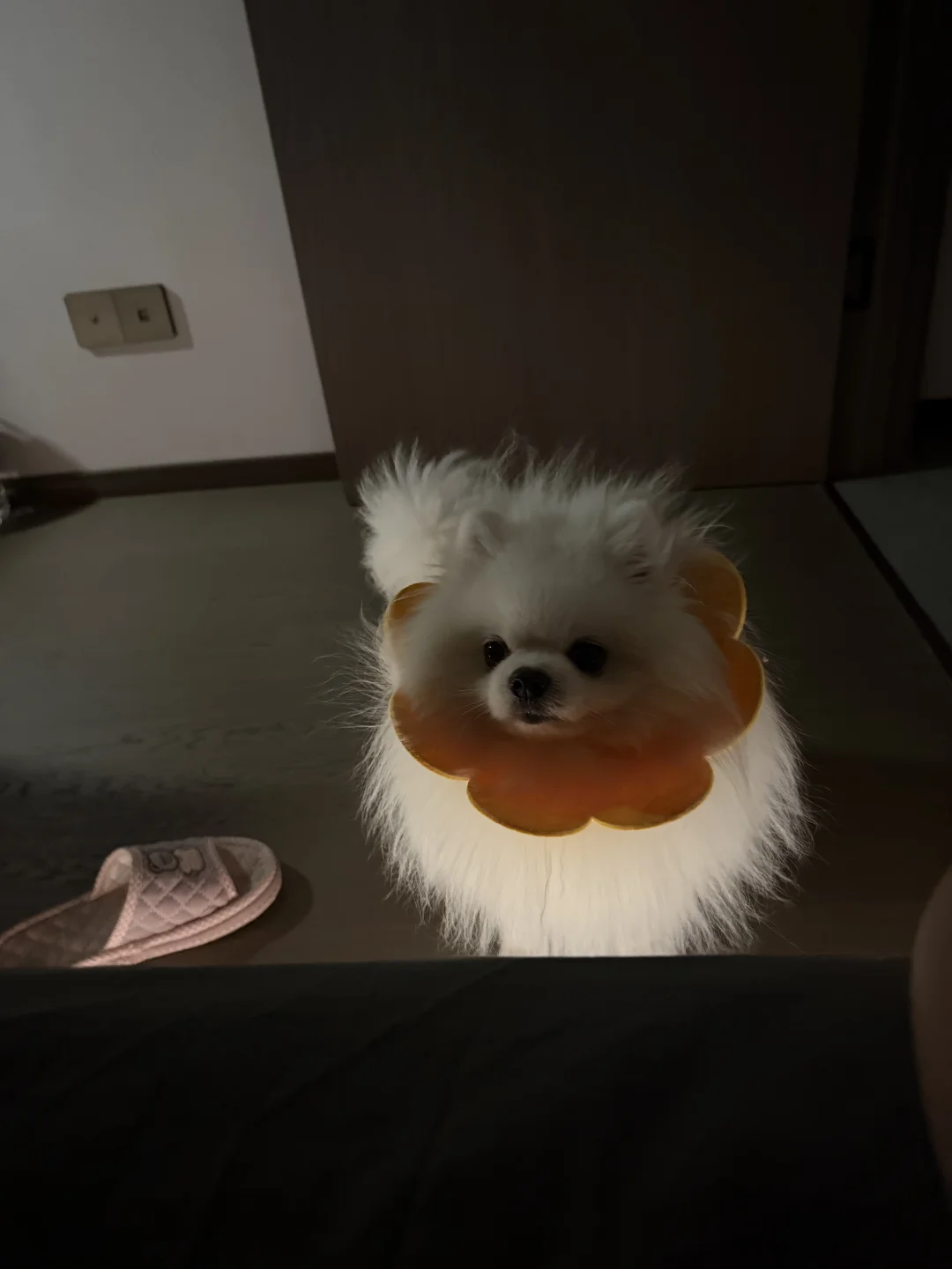 一只夜光小狗