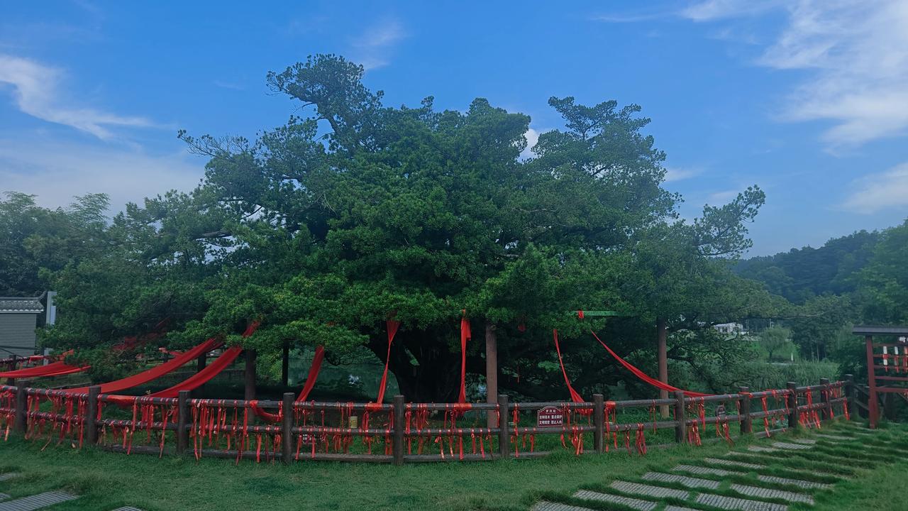 浏阳小河乡证实最长寿命的古罗汉松，世界认证组织认证2100岁树龄！