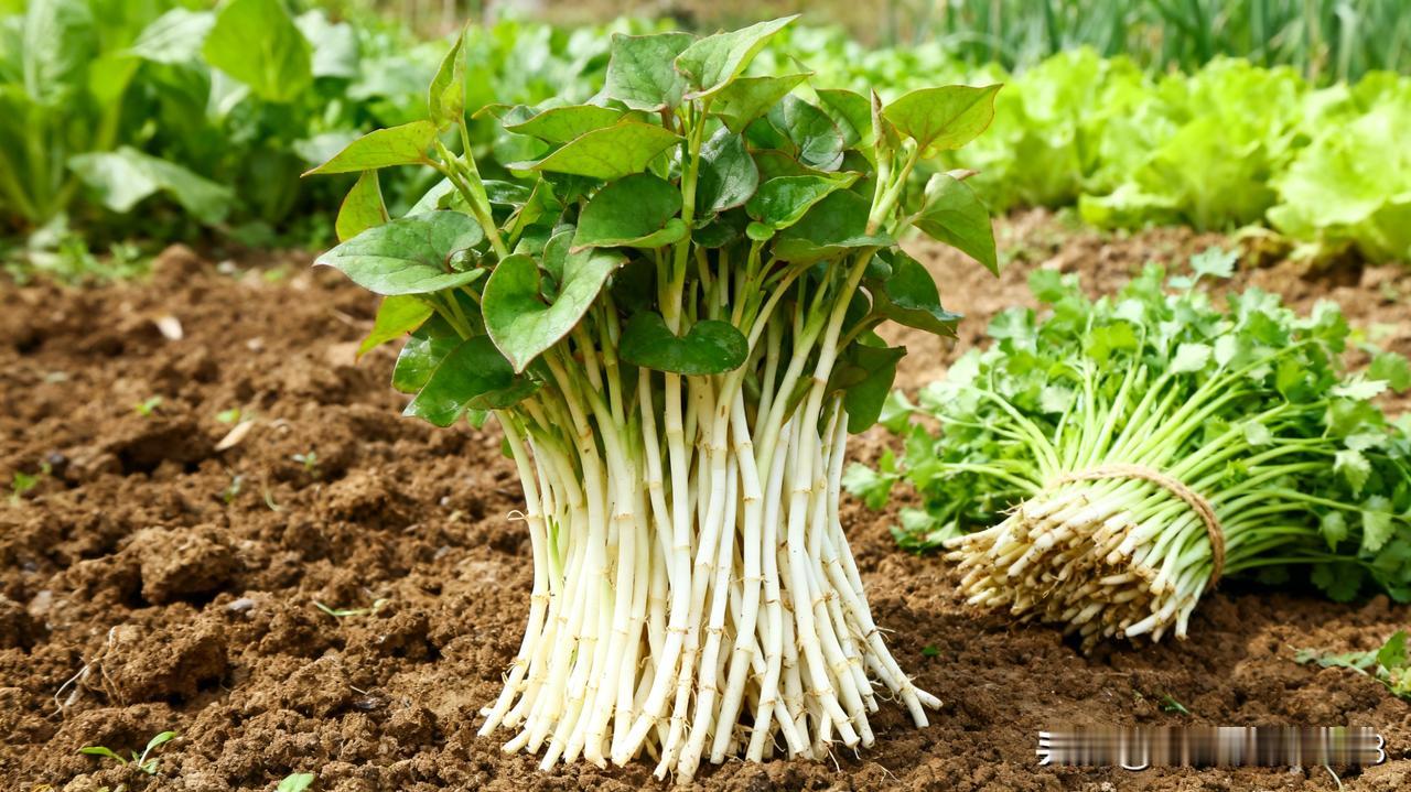 你能想到吗？何赛飞在贵州吃折耳根后痛苦吐掉，这一幕让不少人印象深刻。宁静解释折耳