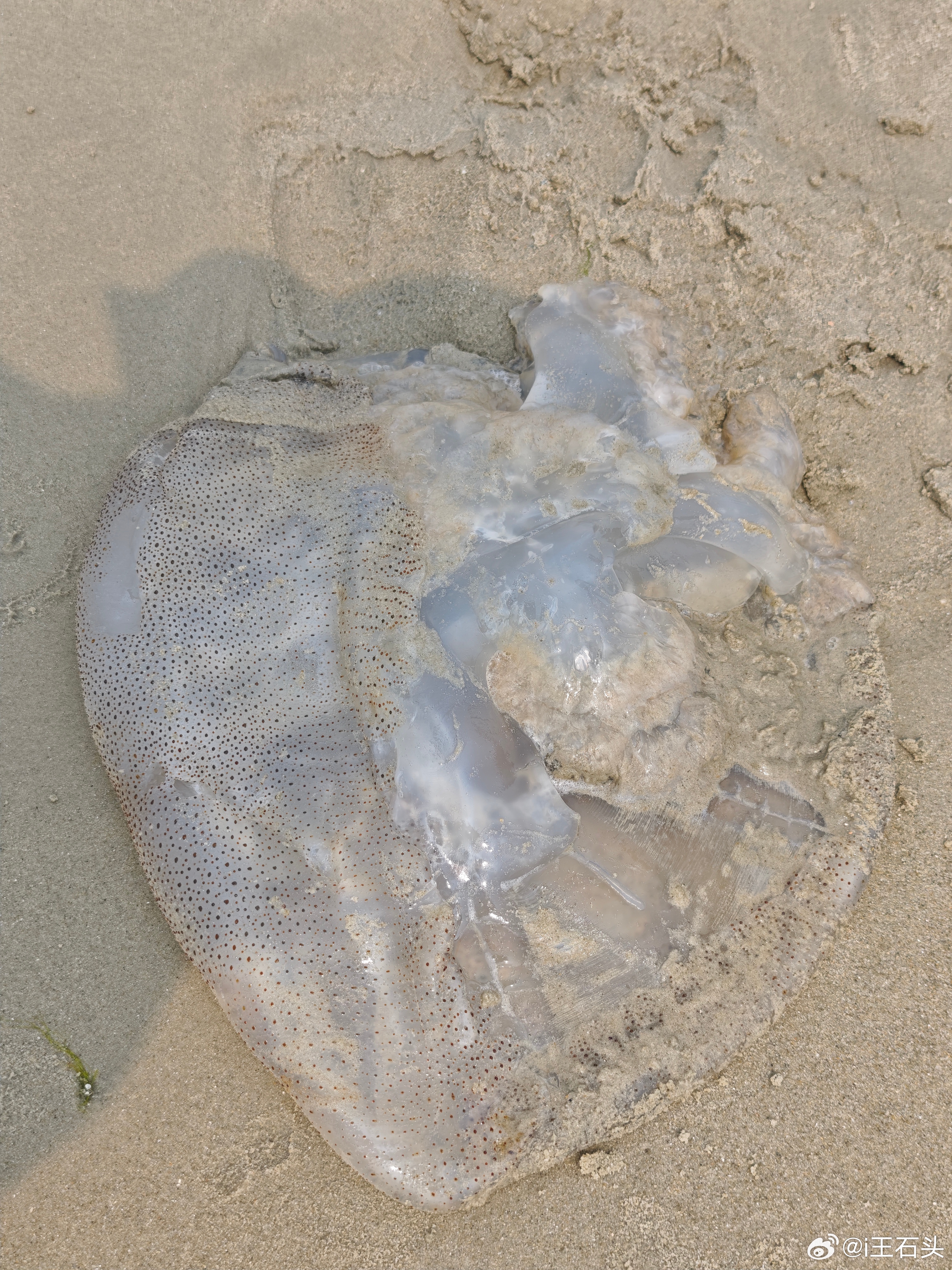 好大一只，死的 北海·北海银滩红树林