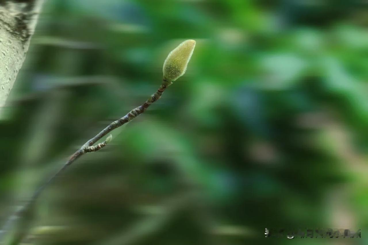 初春的枝头，玉兰花新芽初露
初春，晨雾还未完全散尽，弥漫着淡淡湿气的枝头，玉兰花