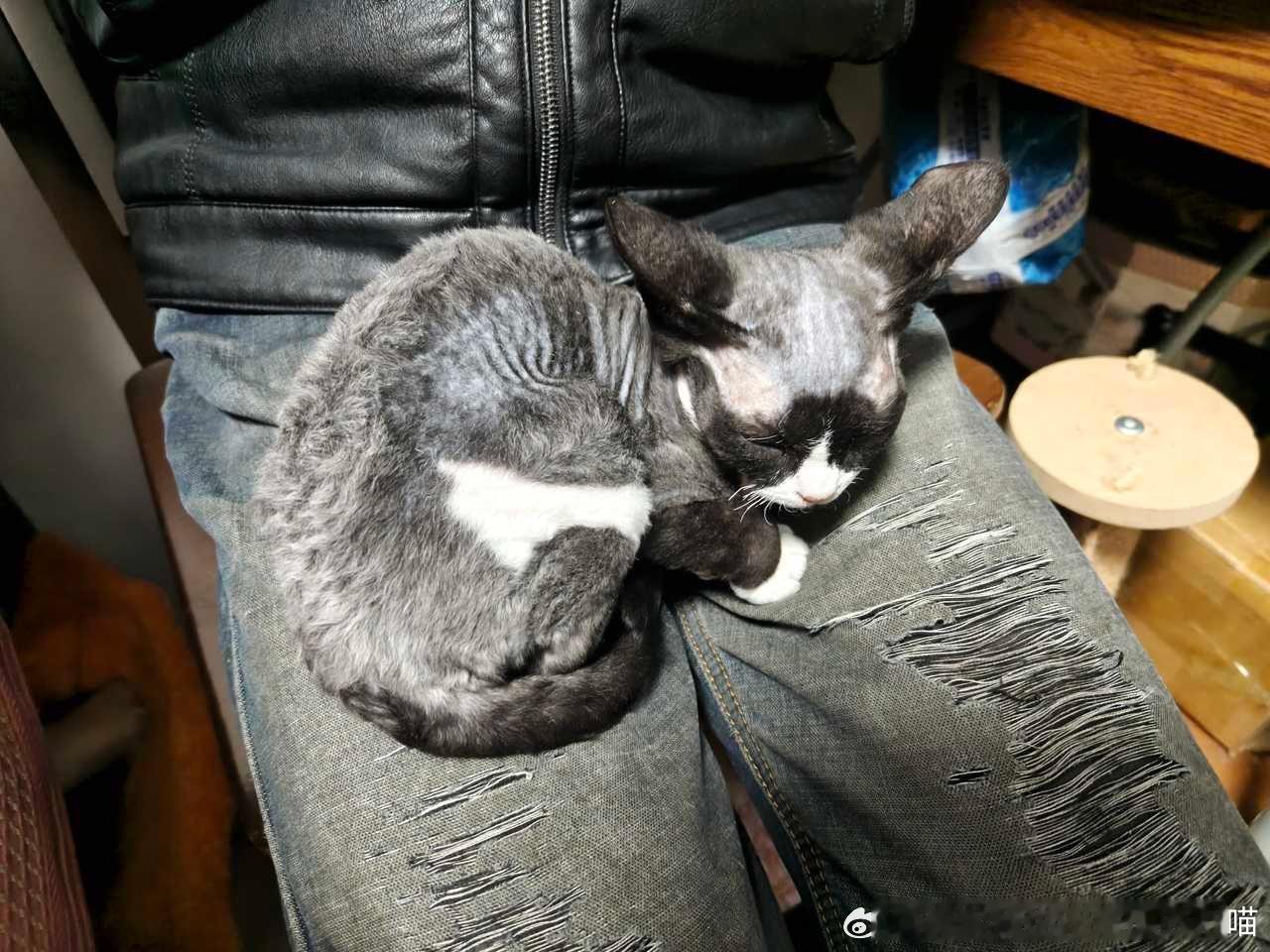 49741【心灵丑】邪恶老奶虐待六旬老人，把猫条踩得我爹围裙上都是，还把他的裤子