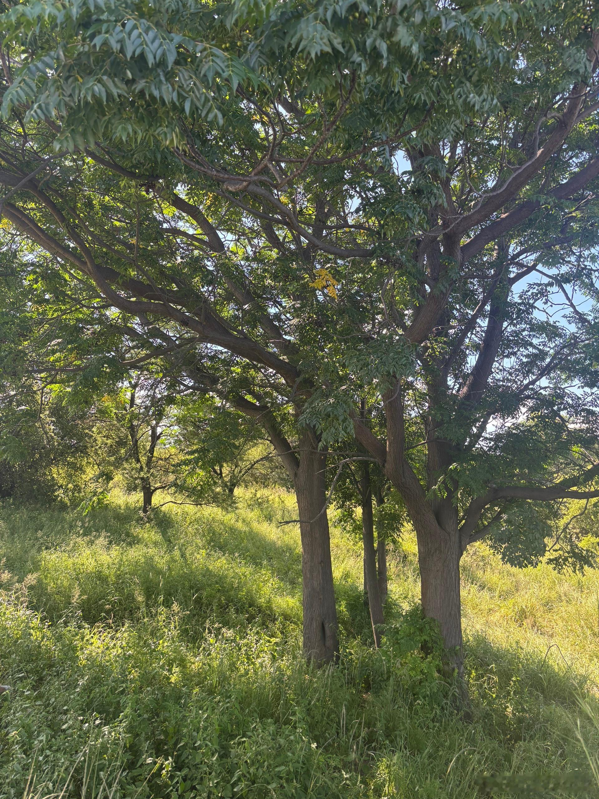 非洲尽量别搭车，最好别搭车，因为真的可能搭不到，我们下午三点，在津巴布韦的布拉维