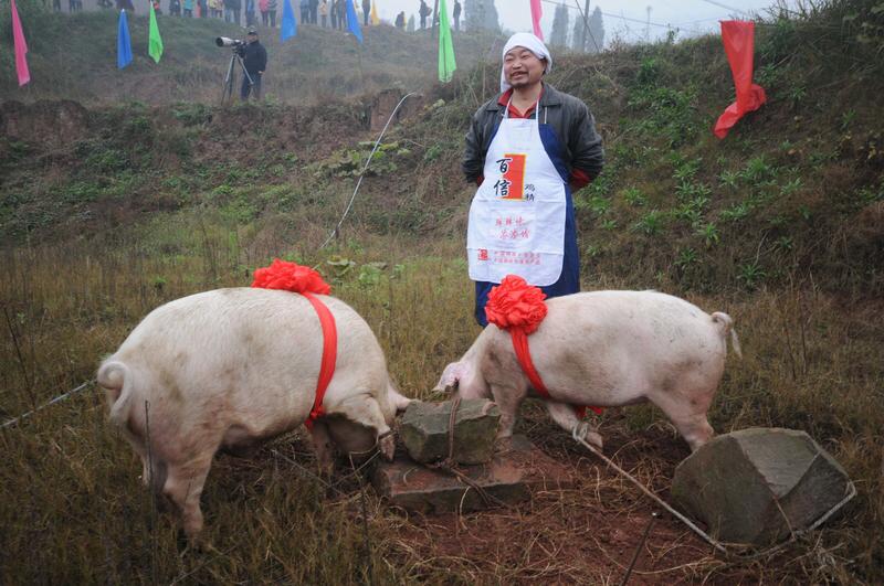 重庆合川“按年猪”成为爆点，这事儿着实有趣。女生“呆呆”一句玩笑式的求助，竟吸引