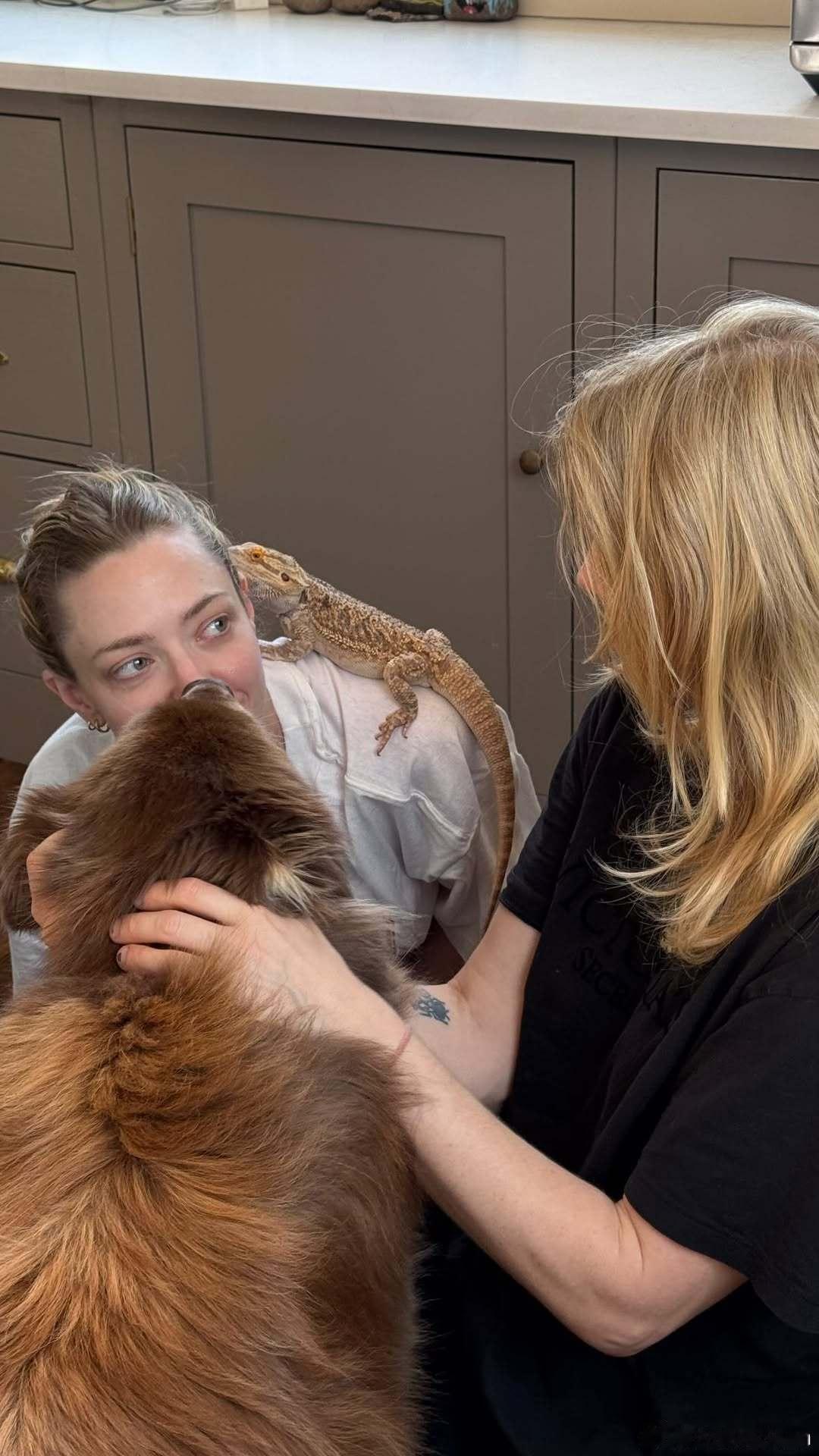 狗🐶蜥🦎双全（实际家有动物园）的amanda seyfried阿曼达塞弗莱德