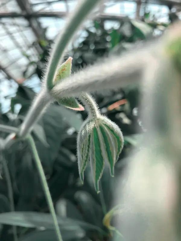 自然界的植物，处处彰显着勃勃生机。在南海座座岛礁，曾经白茫茫的珊瑚礁沙滩如今绿意