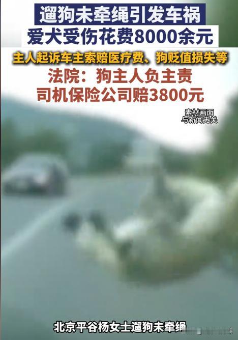 “太离谱了！”北京，女子在遛狗时，因未牵狗绳导致狗冲上大马路，不慎被车撞伤，女子