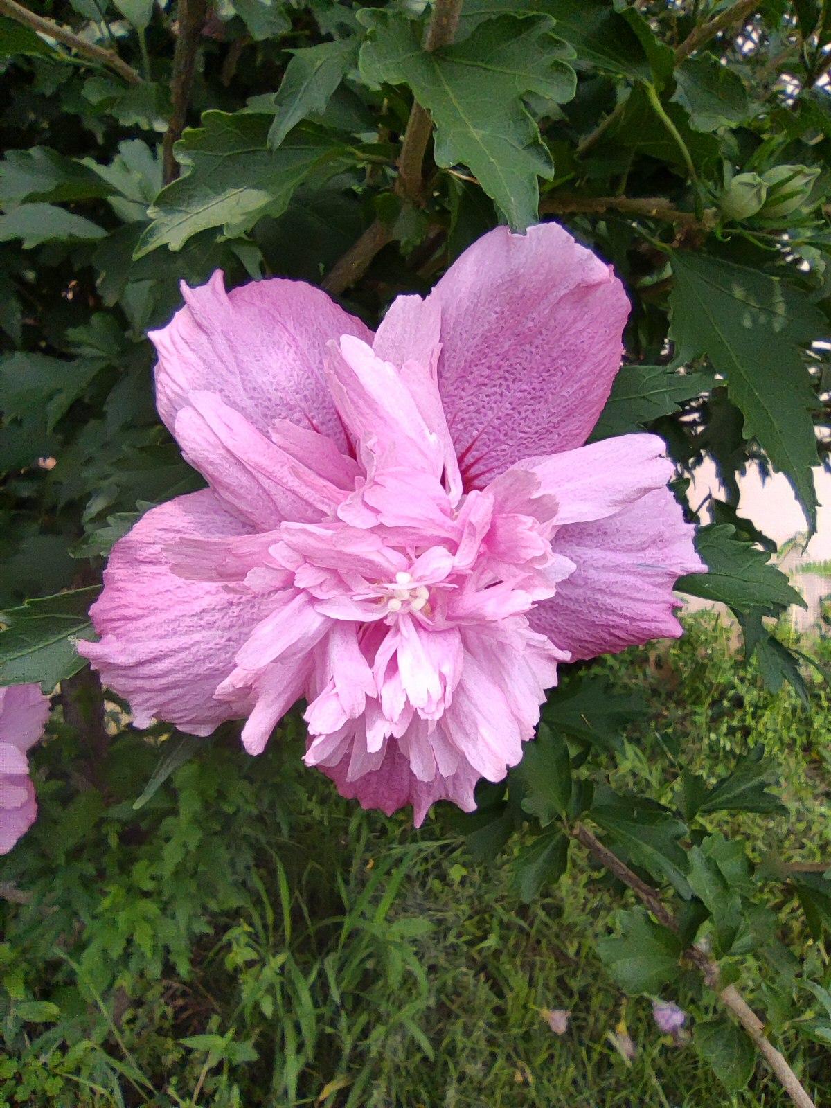 夏日盛开的《木槿花》
   上周日打卡沈阳新民仙子湖，在湖水北岸看到一处正在盛开