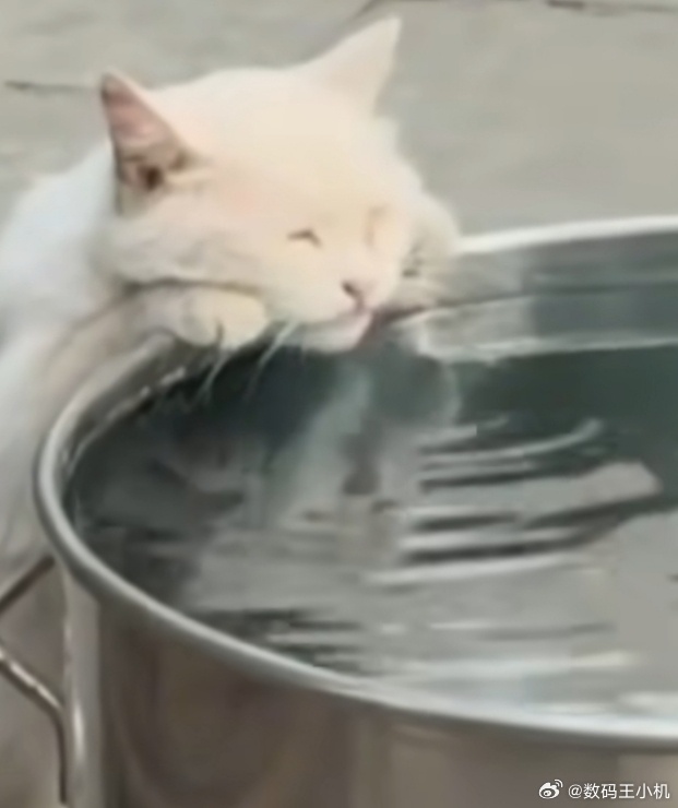小猫喝水姿势撞脸三星堆文物你别说还真的很像，这就是宿命吧？ ​​​