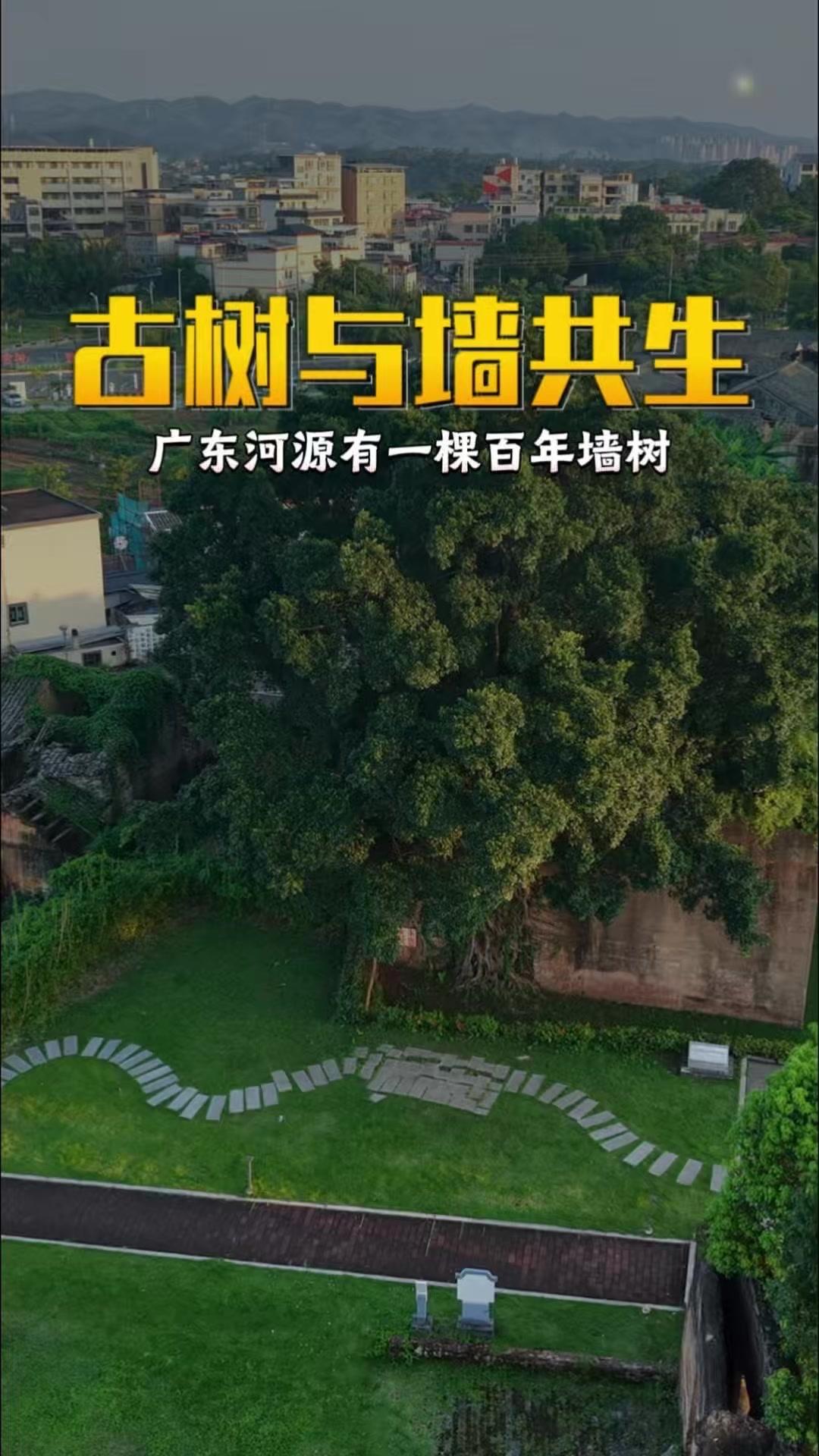 广东河源南源古村有一棵百年墙树，令人叹为观止。相传墙体遭雷击后，飞鸟留下的朴树种
