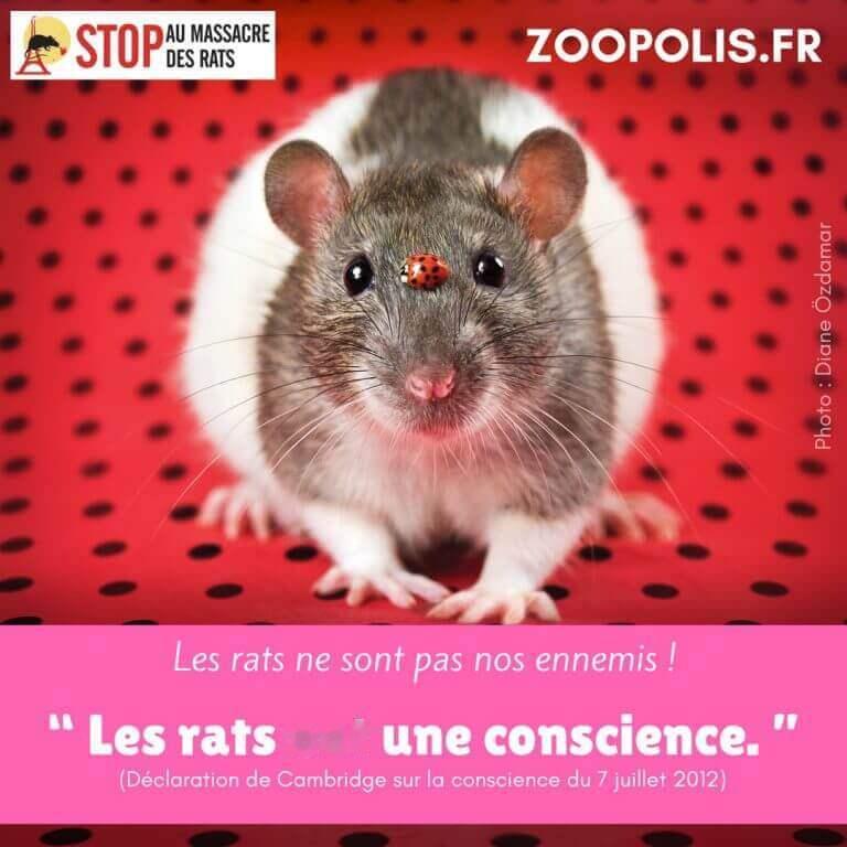 停止虐杀老鼠🐭Les rats ressendent des émotions