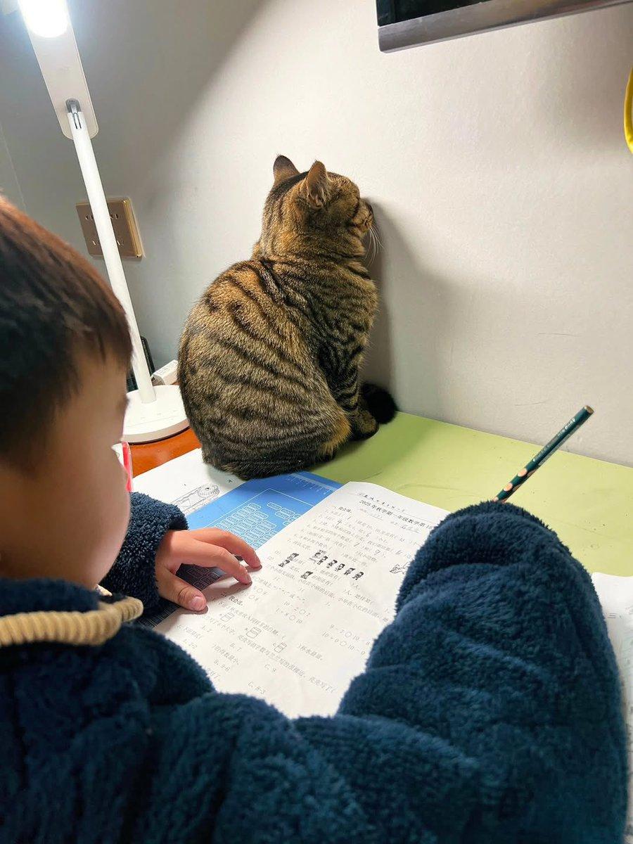 一张看似在说“为你加油学习”的猫咪照片在网络上疯传。但实际上，这可能是“脑部异常