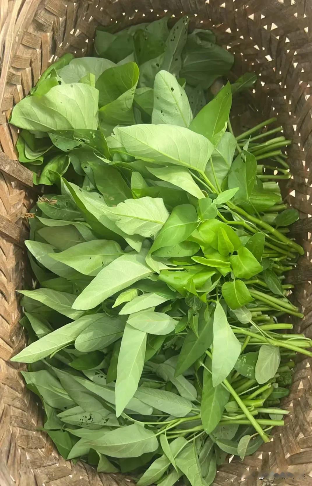 看看自己家蔬菜园
都是我妈自己在家种的，平时没打什么农药
这些蔬菜瓜果都是留给自
