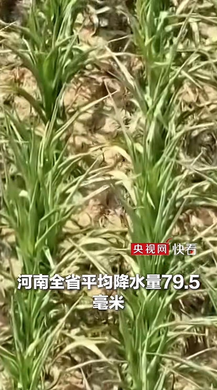 河南今夏不仅热坏了，也旱坏了！央视报道，高温创下64年同期最高值，比常年偏高3.