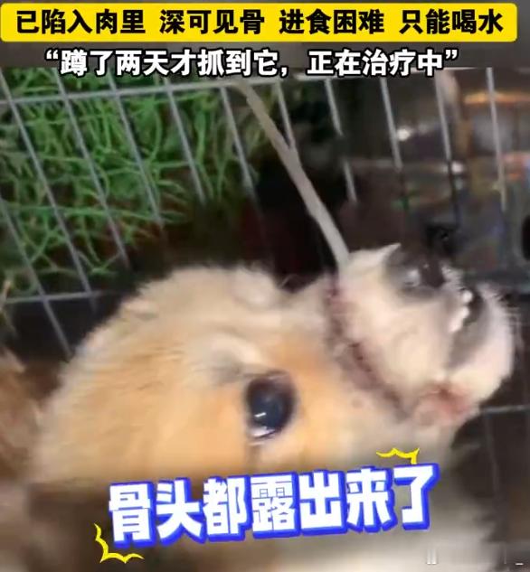 天道有轮回。。做坏事的人不会有好报的虐动物的变态越来越多，感觉下一步就是找人下手