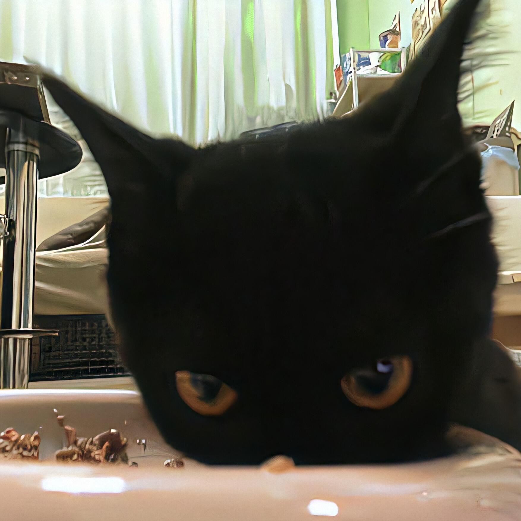 小猫头像(⚈᷀᷁ᴗ⚈᷀᷁) ​​​