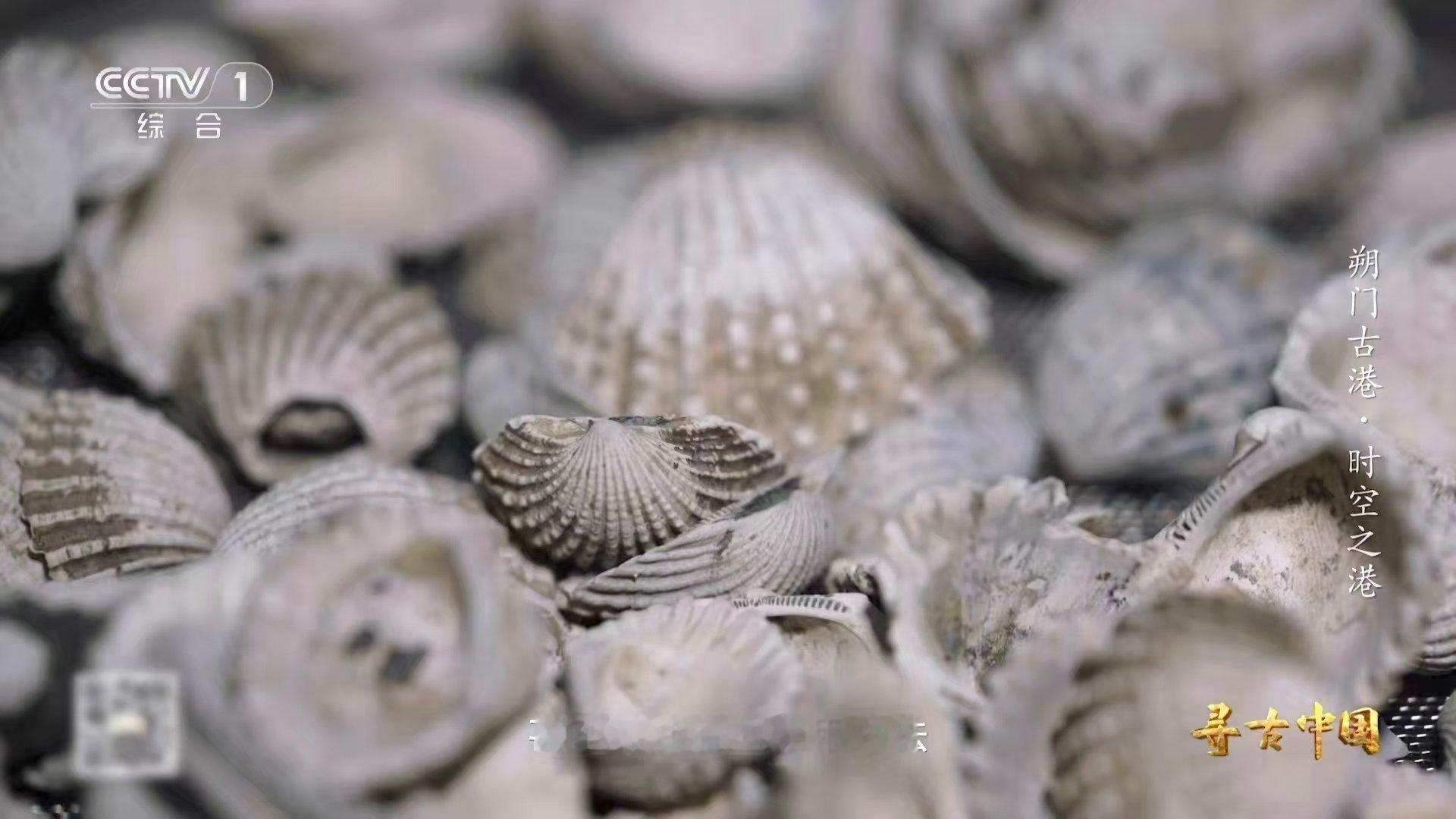 古人也吃血蛤温州古港挖出“宋代吃货实锤”！花甲钉螺雪蛤，全是夜宵摊常客。古人喝着