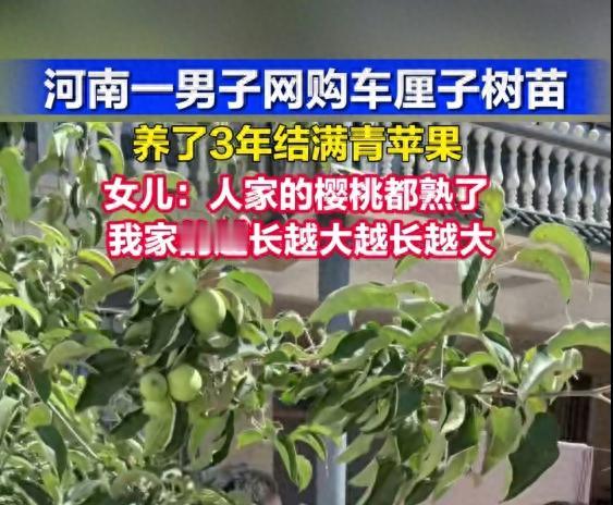 河南一男子网购了一棵车厘子树苗
近日，河南。一名男子网购了一棵车厘子树苗，精心种