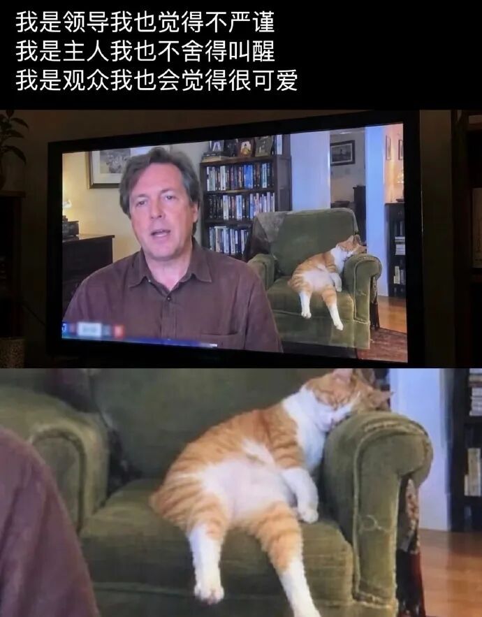 我是领导我也觉得猫可爱，我是猫也觉得猫可爱 ​​​