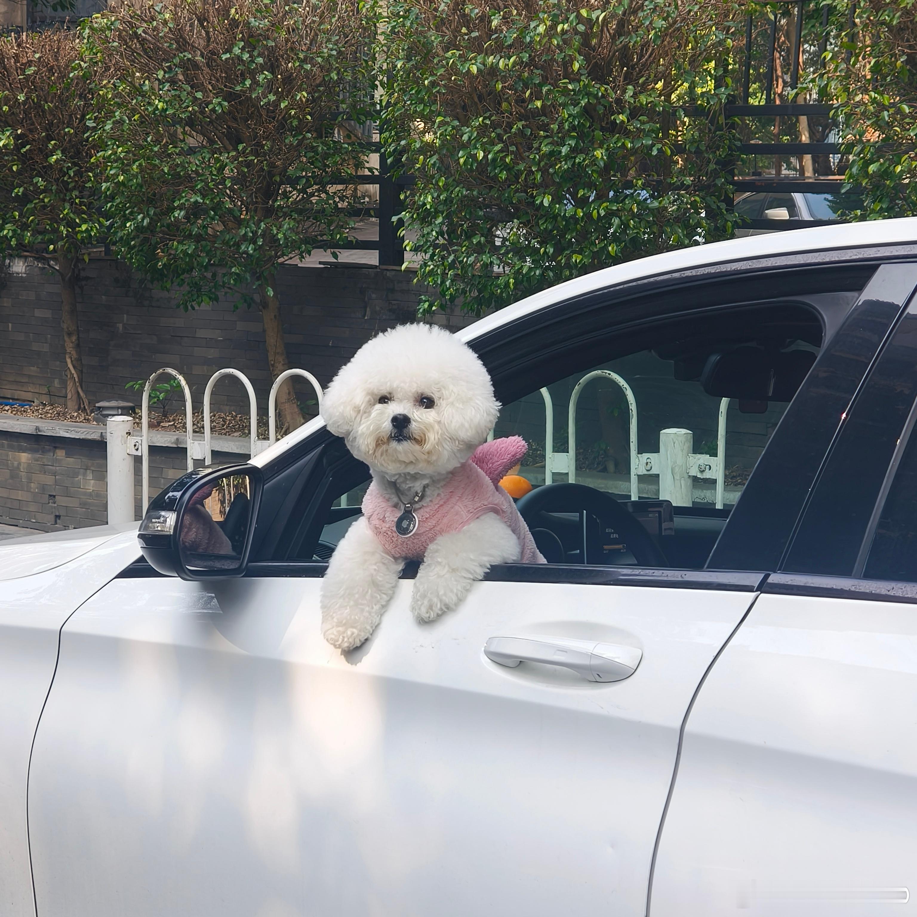 小狗治愈世界 好想我主人 天天走大街上都能看见边牧 心里苦 