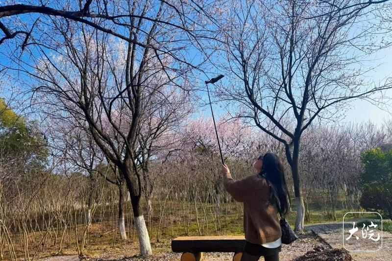 #池州杏花春色#【池州：杏花如雪领春色，城乡处处皆成画】#我有我的春天#吹面不寒