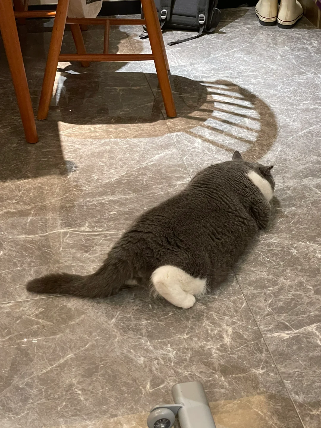 好好笑，鹿角小猫