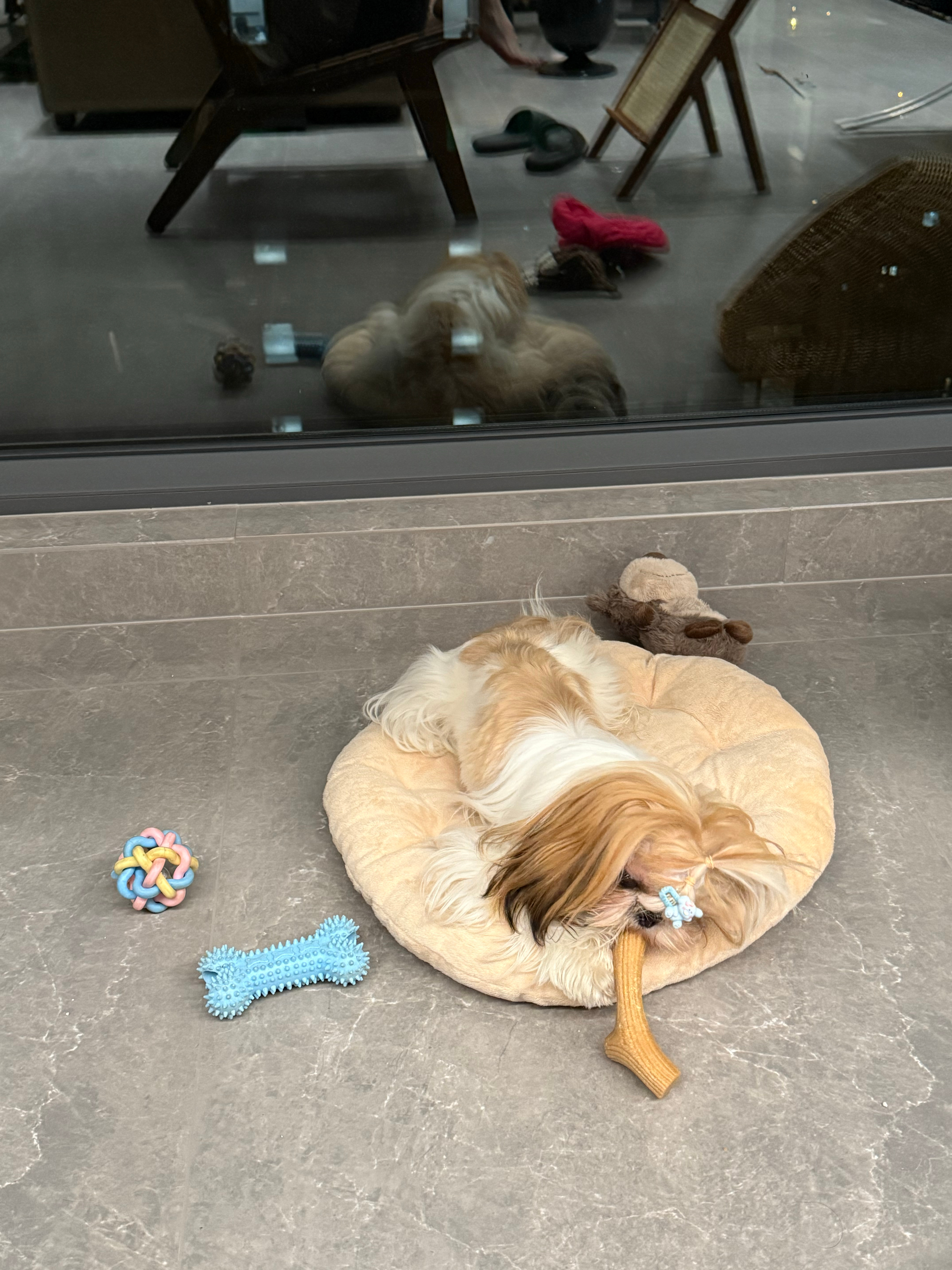 过了4天猫狗双全的日子 