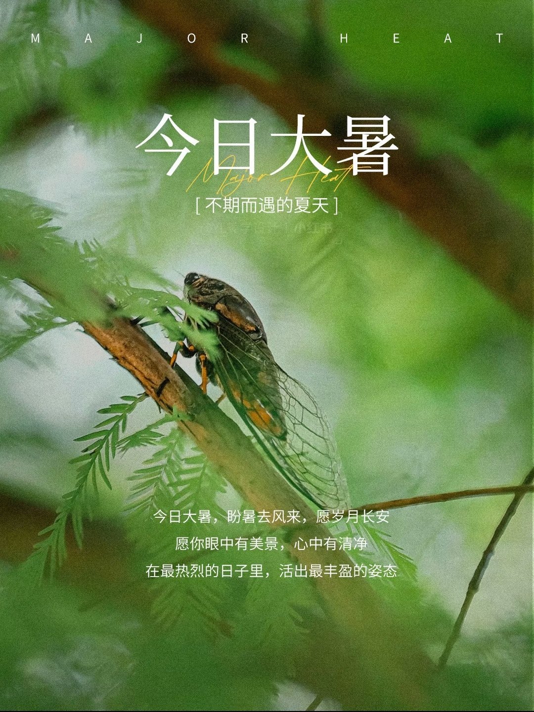 今天大暑，夏季最热的时候来了