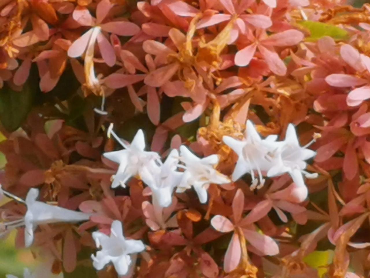 白花簇拥红艳色，芳菲点点醉人心。糯米花芳香扑鼻，沁人心脾。