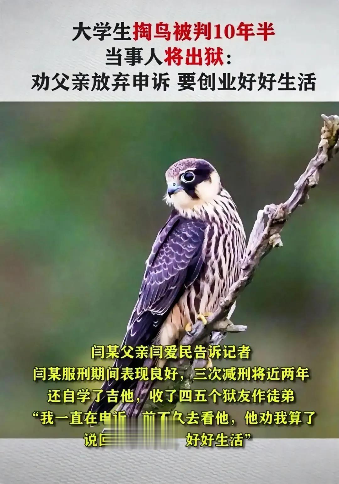 “掏鸟窝被判10年”的大学生即将出狱，向父亲承诺：出狱后会好好生活

5月12日