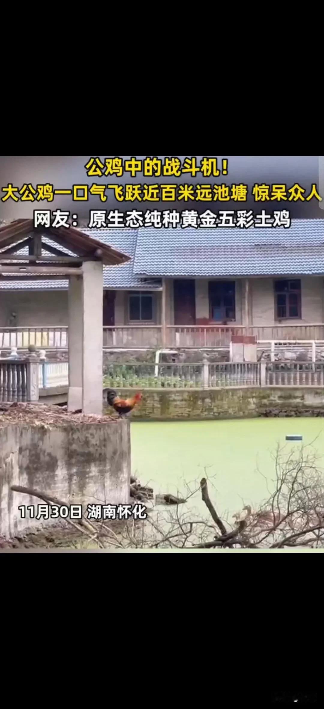 公鸡中的战斗机——秒变飞鸡！

大公鸡一口气飞跃近百米远池塘，精准降落，找它兄弟