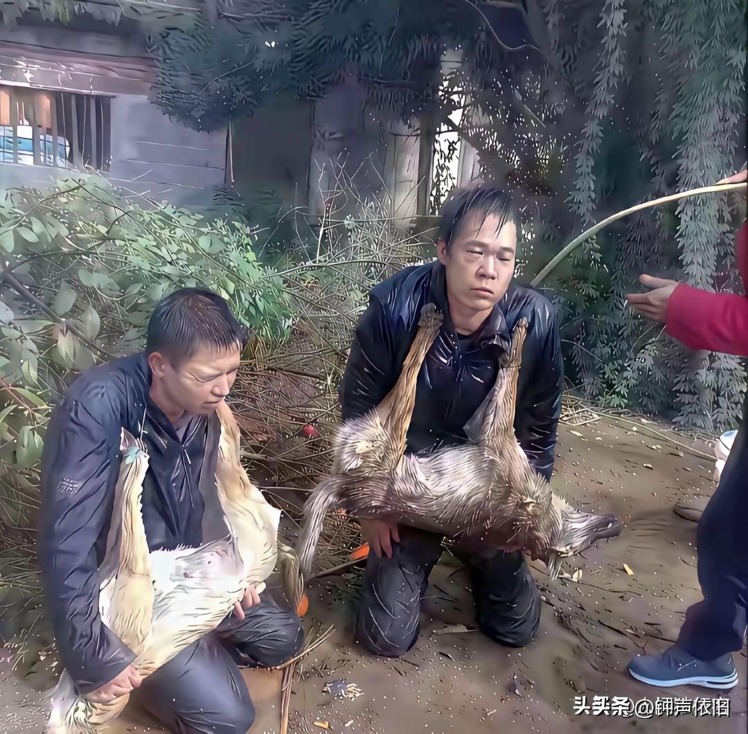 年纪轻轻什么都好干，非要去偷鸡摸狗，这下可好了，逮了个正着，吃不了兜着走！