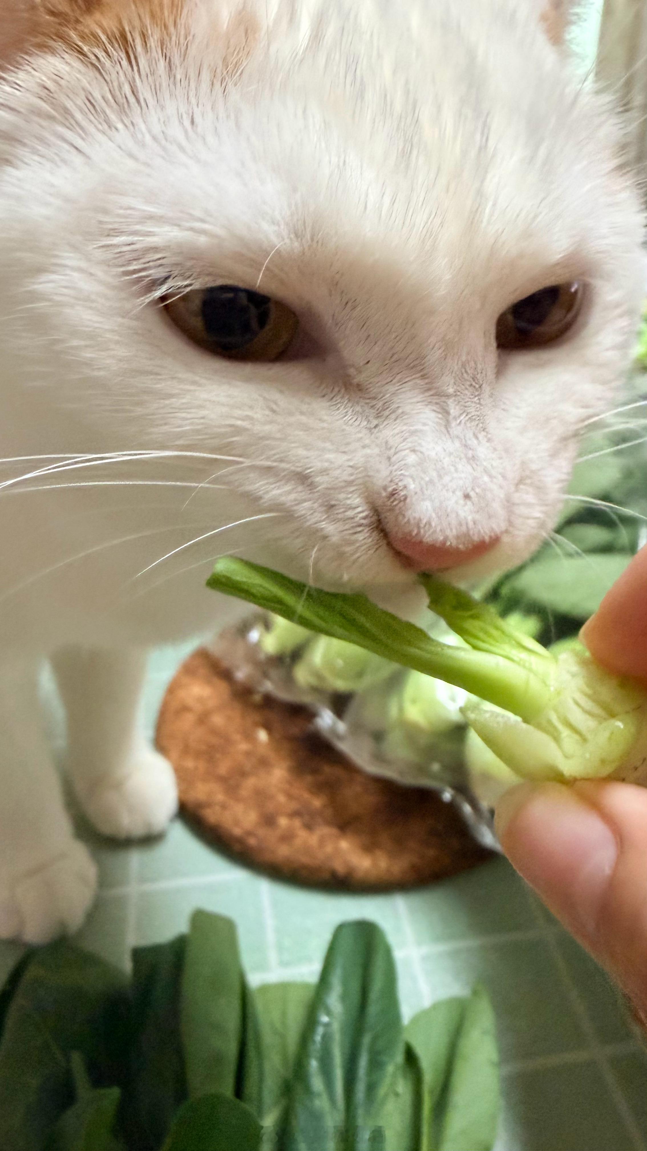 菜猫对你说骨耐！