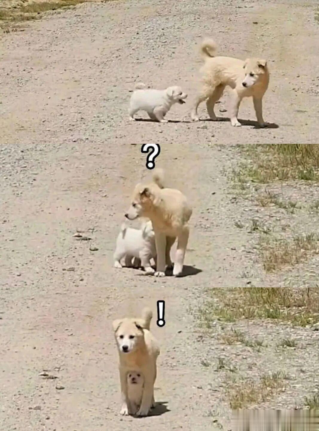 🐶：好热好热好热…好了不热了 ​​​